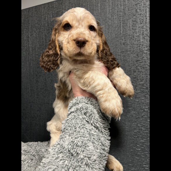 Cocker Spaniel (Working &amp; Show) - Dogs