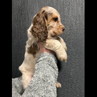 Cocker Spaniel (Working &amp; Show) - Dogs