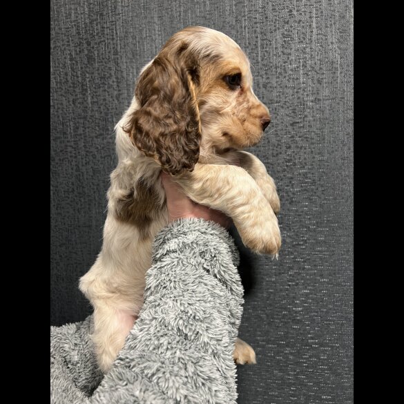 Cocker Spaniel (Working &amp; Show) - Dogs