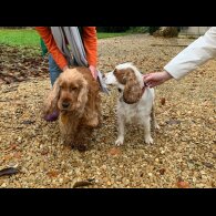 Cocker Spaniel (Working &amp; Show) - Both