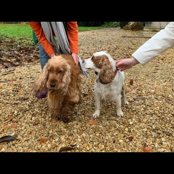 Cocker Spaniel (Working &amp; Show) - Both