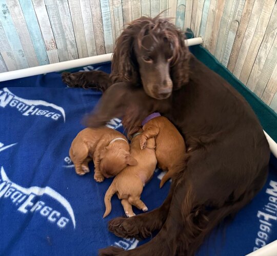 Cocker Spaniel (Working &amp; Show)