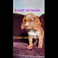 Cocker Spaniel (Working &amp; Show) - Both