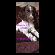 Cocker Spaniel (Working &amp; Show) - Both