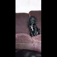 Cocker Spaniel (Working &amp; Show) - Both