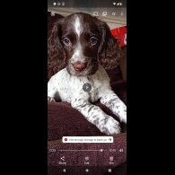 Cocker Spaniel (Working &amp; Show) - Both