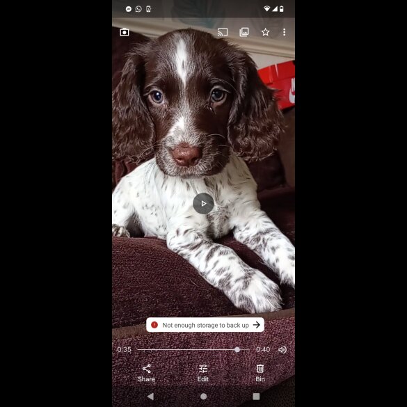 Cocker Spaniel (Working &amp; Show) - Both