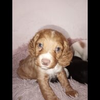 Cocker Spaniel (Working &amp; Show) - Both