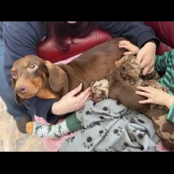 Dachshund (Standard &amp; Miniature) - Both