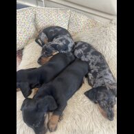 Dachshund (Standard &amp; Miniature) - Both