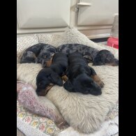 Dachshund (Standard &amp; Miniature) - Both