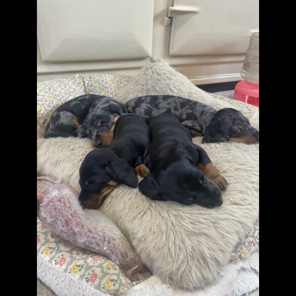 Dachshund (Standard &amp; Miniature) - Both