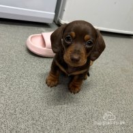 Dachshund (Standard & Miniature) - Both