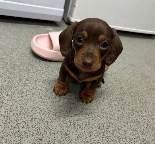 Dachshund (Standard &amp; Miniature)