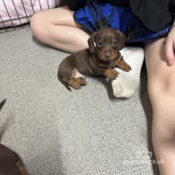 Dachshund (Standard & Miniature) - Both