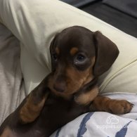 Dachshund (Standard & Miniature) - Both