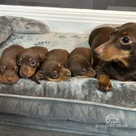 Dachshund (Standard & Miniature) - Both