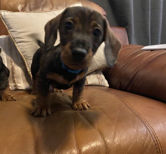 Dachshund (Standard &amp; Miniature)