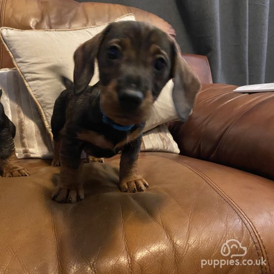 Dachshund (Standard & Miniature) - Both