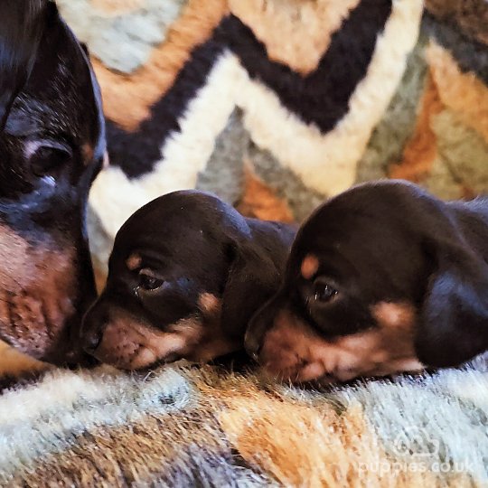 Dachshund (Standard & Miniature) - Both