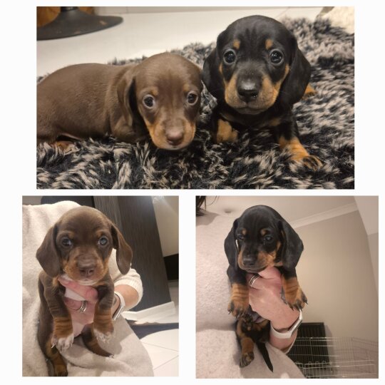 Dachshund (Standard &amp; Miniature) - Both