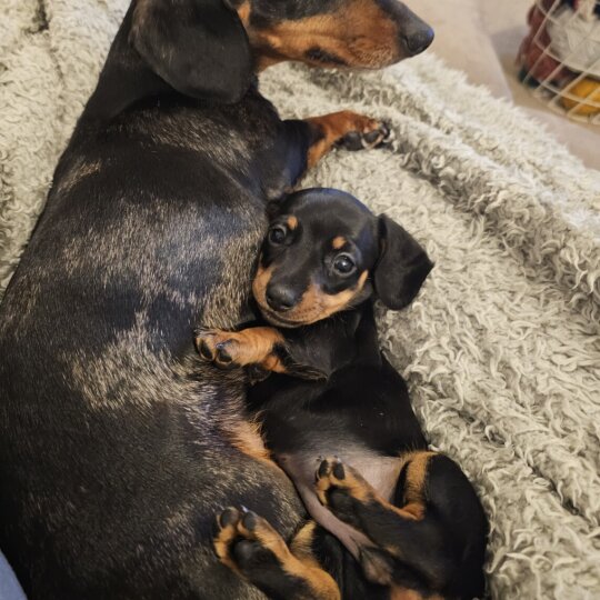 Dachshund (Standard &amp; Miniature) - Both