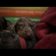 Dachshund (Standard &amp; Miniature) - Both