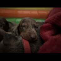 Dachshund (Standard &amp; Miniature) - Both