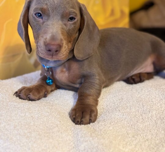 Dachshund (Standard &amp; Miniature)