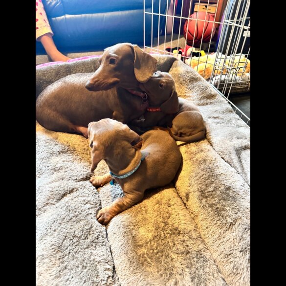 Dachshund (Standard &amp; Miniature) - Bitches