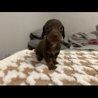 Dachshund (Standard &amp; Miniature) - Both