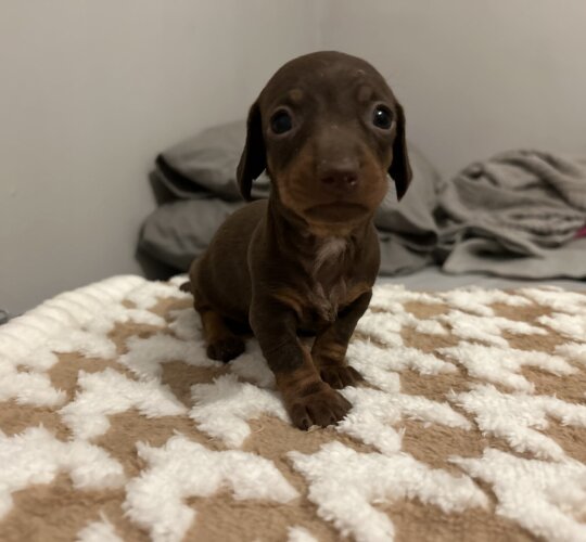 Dachshund (Standard &amp; Miniature)