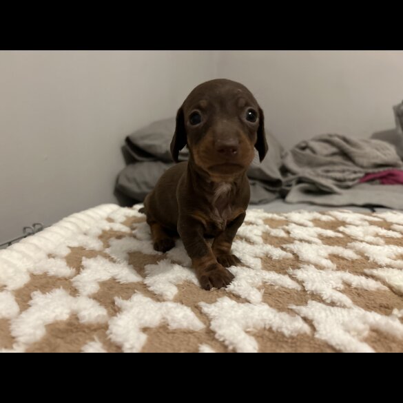 Dachshund (Standard &amp; Miniature) - Both