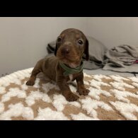 Dachshund (Standard &amp; Miniature) - Both