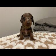 Dachshund (Standard &amp; Miniature) - Both