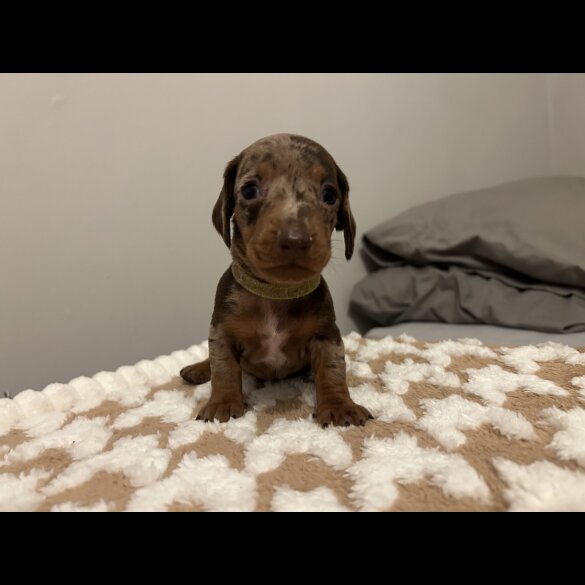 Dachshund (Standard &amp; Miniature) - Both