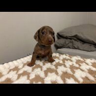 Dachshund (Standard &amp; Miniature) - Both