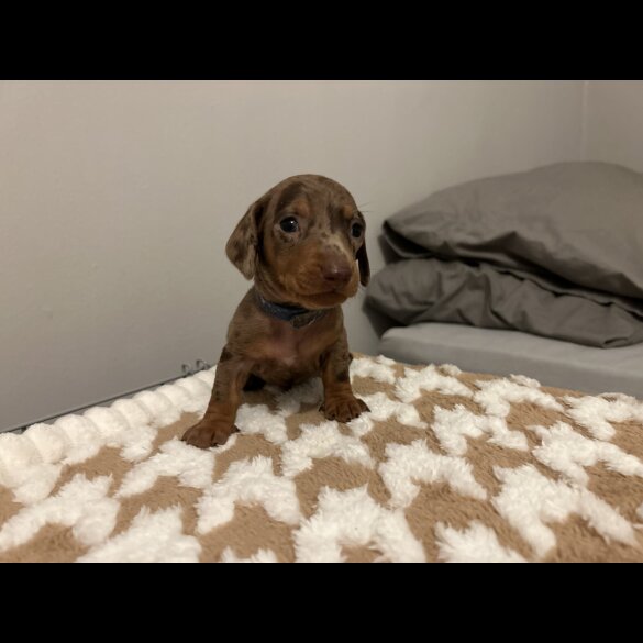 Dachshund (Standard &amp; Miniature) - Both