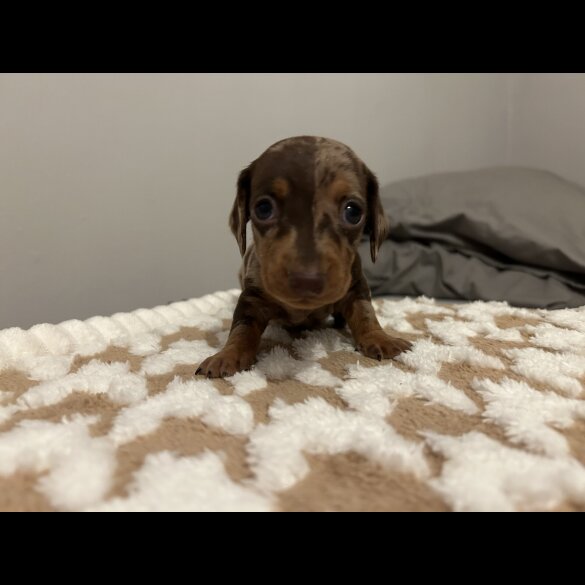 Dachshund (Standard &amp; Miniature) - Both