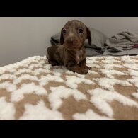 Dachshund (Standard &amp; Miniature) - Both