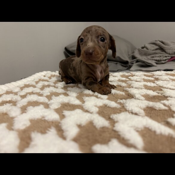 Dachshund (Standard &amp; Miniature) - Both