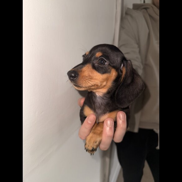 Dachshund (Standard &amp; Miniature) - Bitches