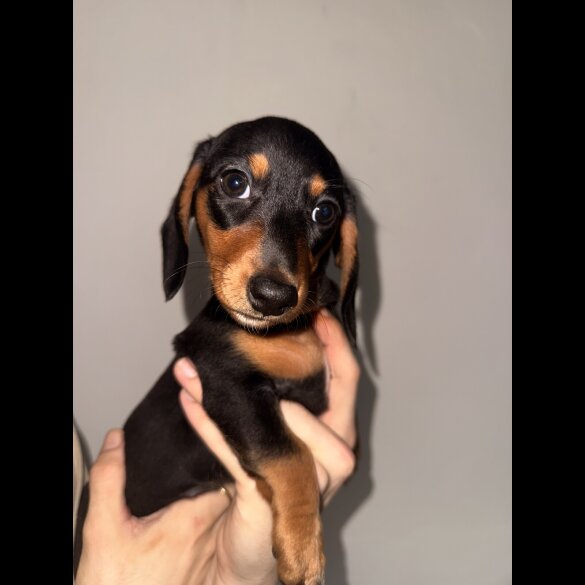 Dachshund (Standard &amp; Miniature) - Bitches