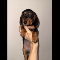 Dachshund (Standard &amp; Miniature) - Bitches