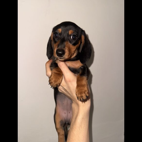 Dachshund (Standard &amp; Miniature) - Bitches