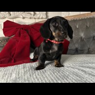 Dachshund (Standard &amp; Miniature) - Both