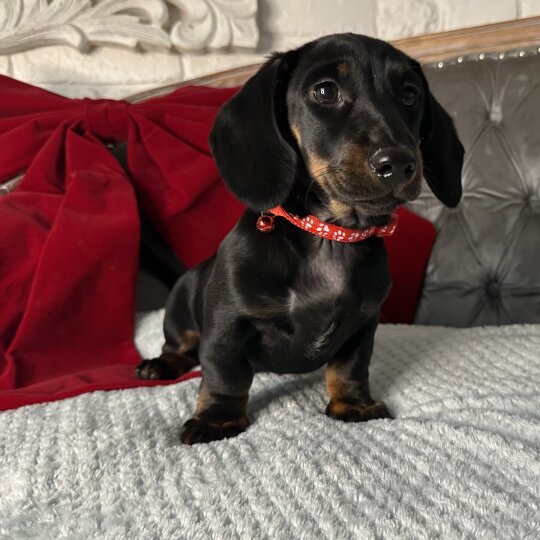 Dachshund (Standard &amp; Miniature) - Both