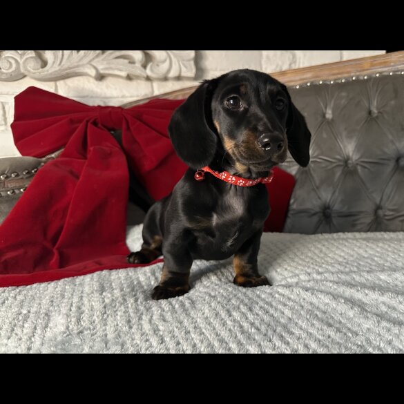 Dachshund (Standard &amp; Miniature) - Both