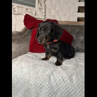 Dachshund (Standard &amp; Miniature) - Both