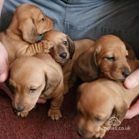 Dachshund (Standard & Miniature) - Both